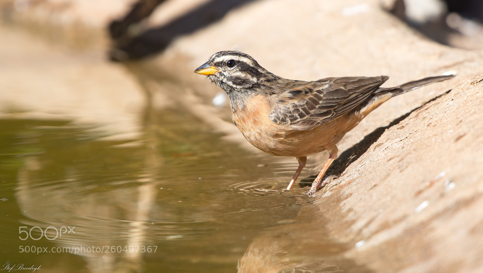 Nikon D7100 sample photo. Cinnamon-breasted bunting photography