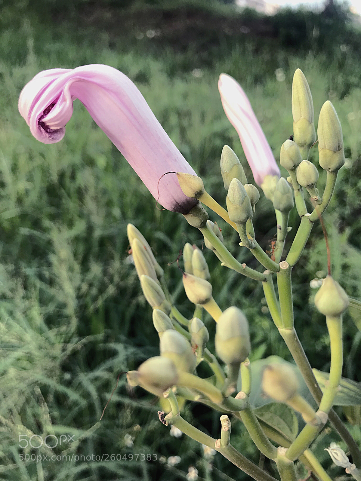 Apple iPhone 7 sample photo. Flowering plant photography