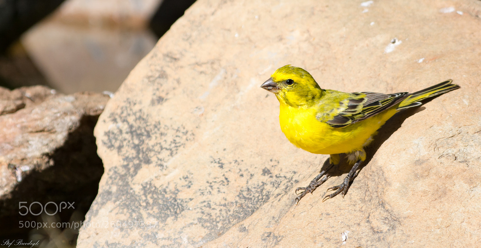 Nikon D7100 sample photo. Yellow canary photography