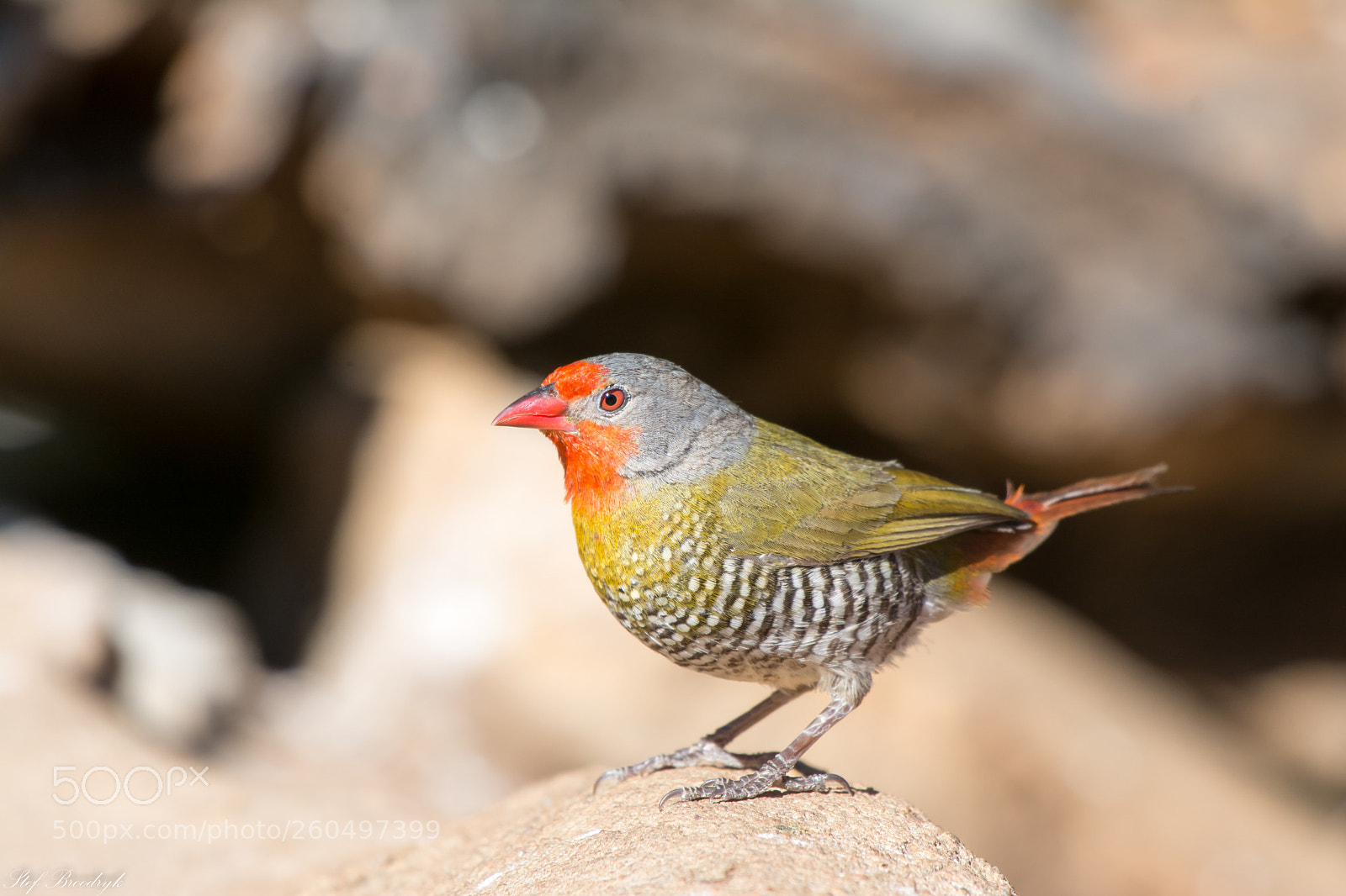 Nikon D7100 sample photo. Green-winged pytilia photography