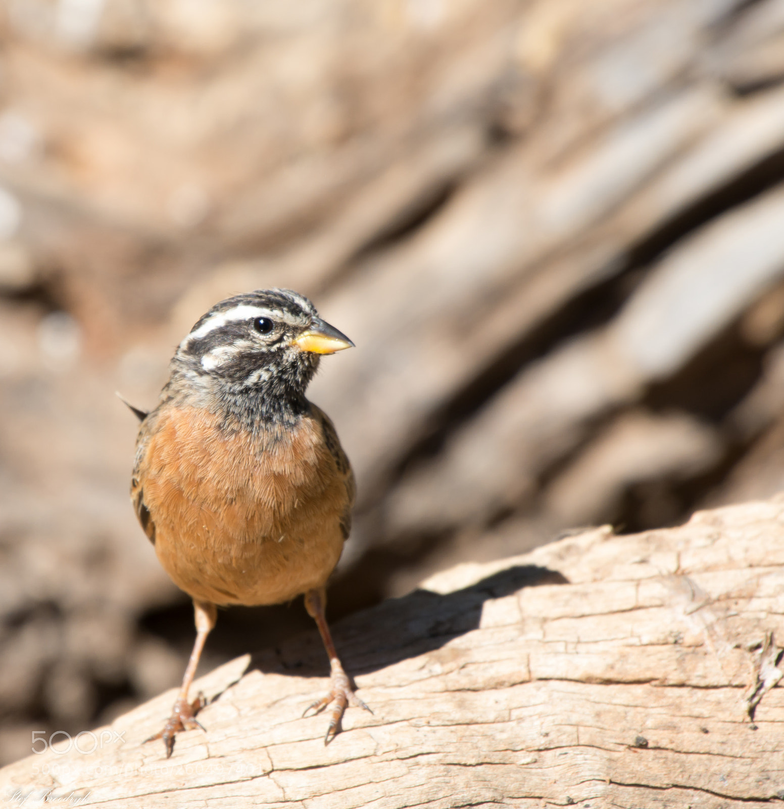 Nikon D7100 sample photo. Cinnamon-breasted bunting photography