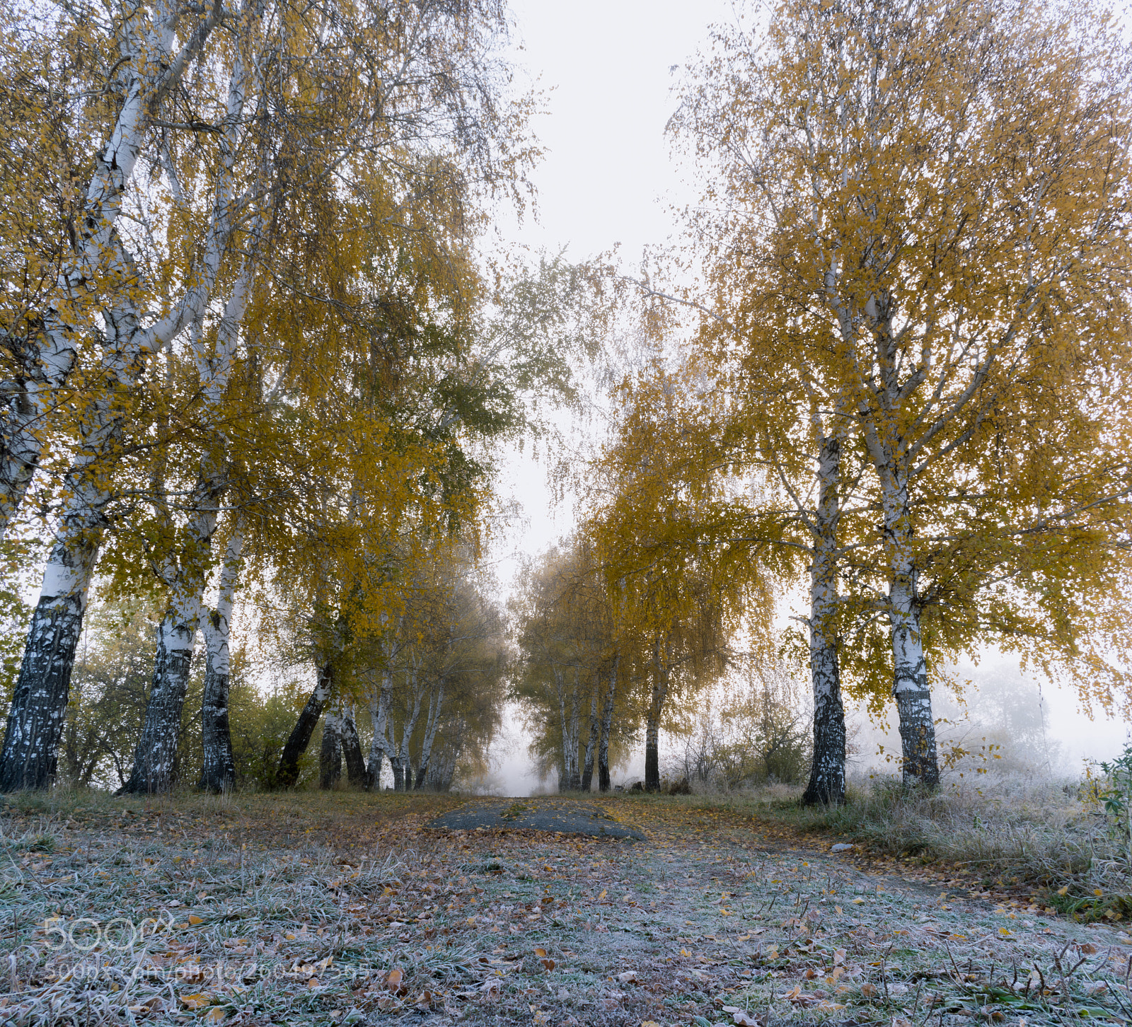 Nikon D5300 sample photo. Autumn 2 photography