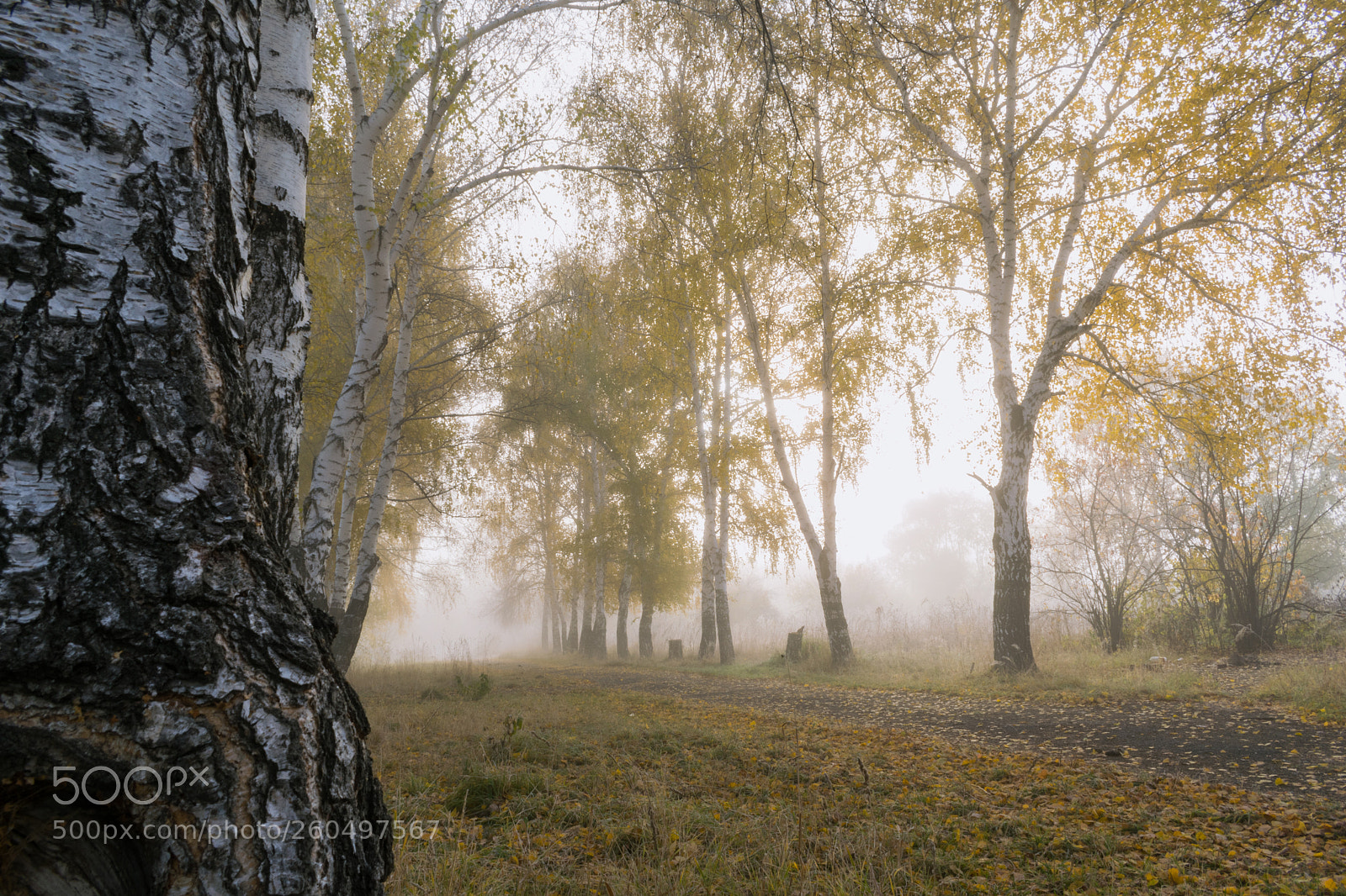 Nikon D5300 sample photo. Autumn 3 photography