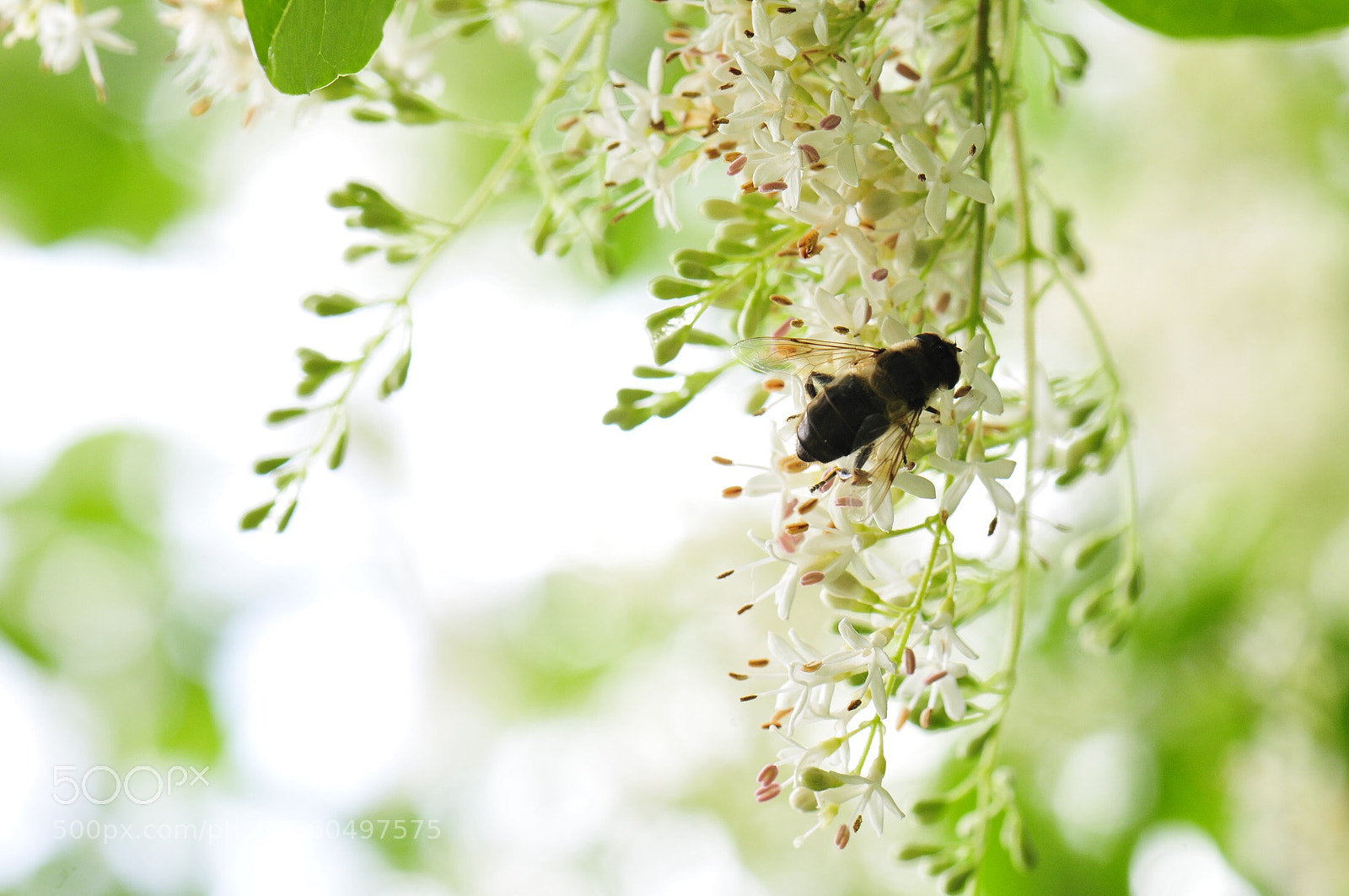 Nikon D300S sample photo. Bee in flower  photography