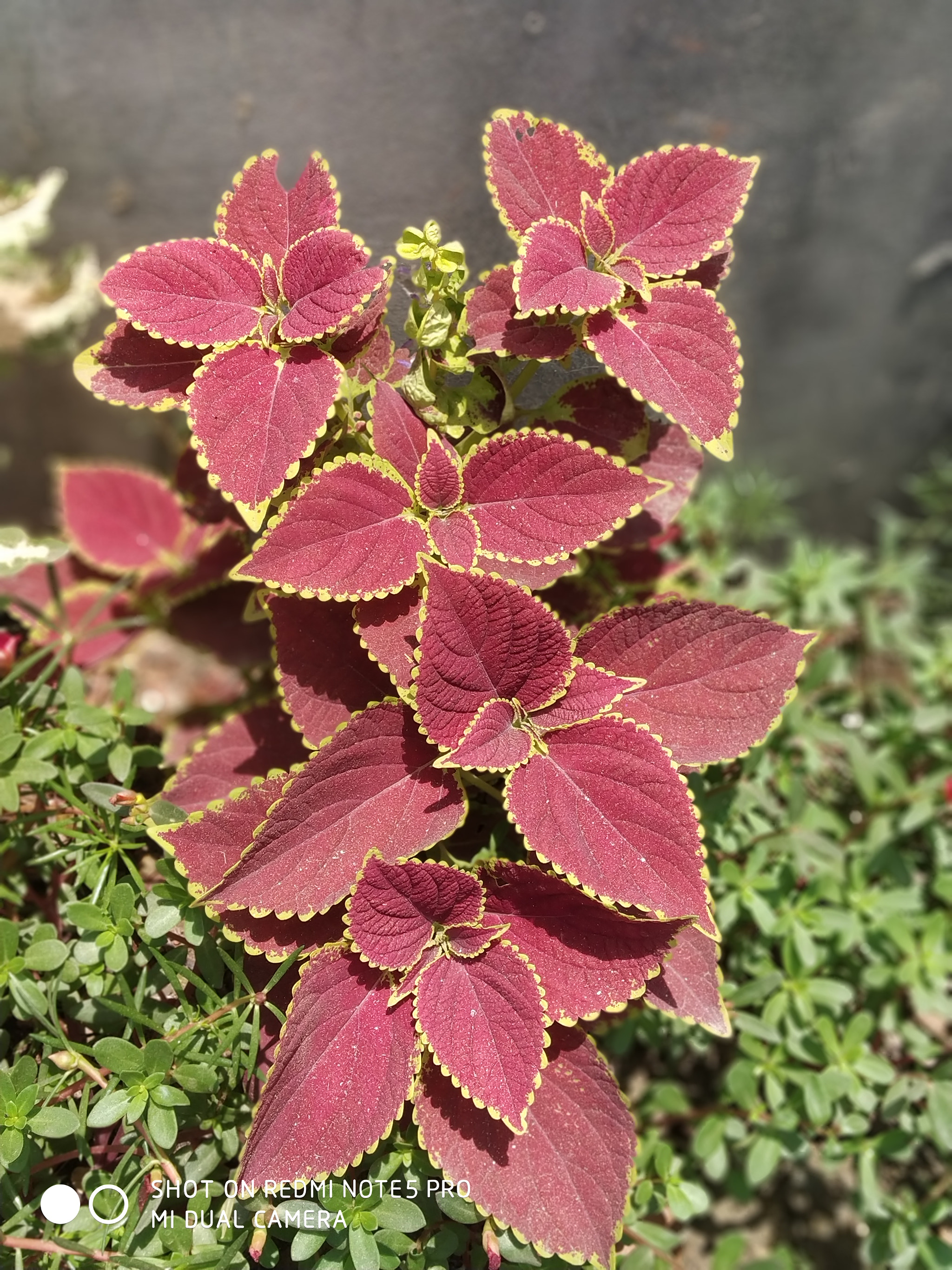 Xiaomi Redmi Note 5 Pro sample photo