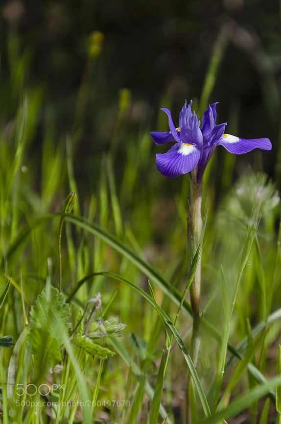 Nikon D7000 sample photo. Iris photography
