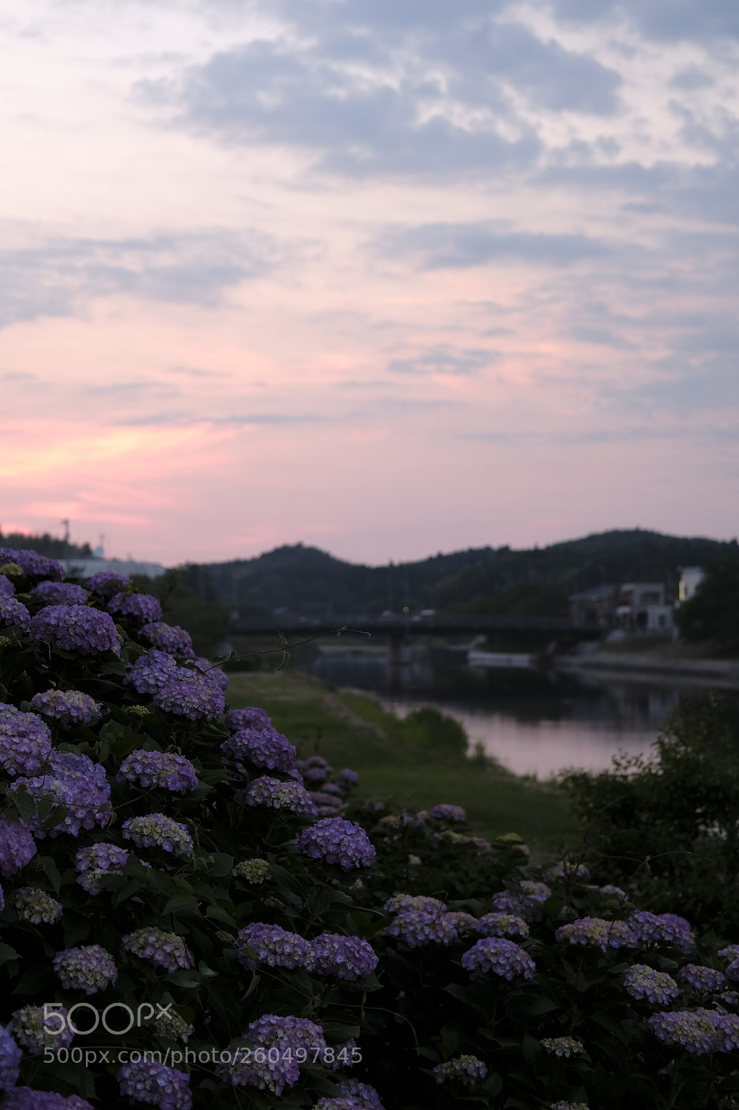 Fujifilm X-Pro2 sample photo. Hydrangea photography