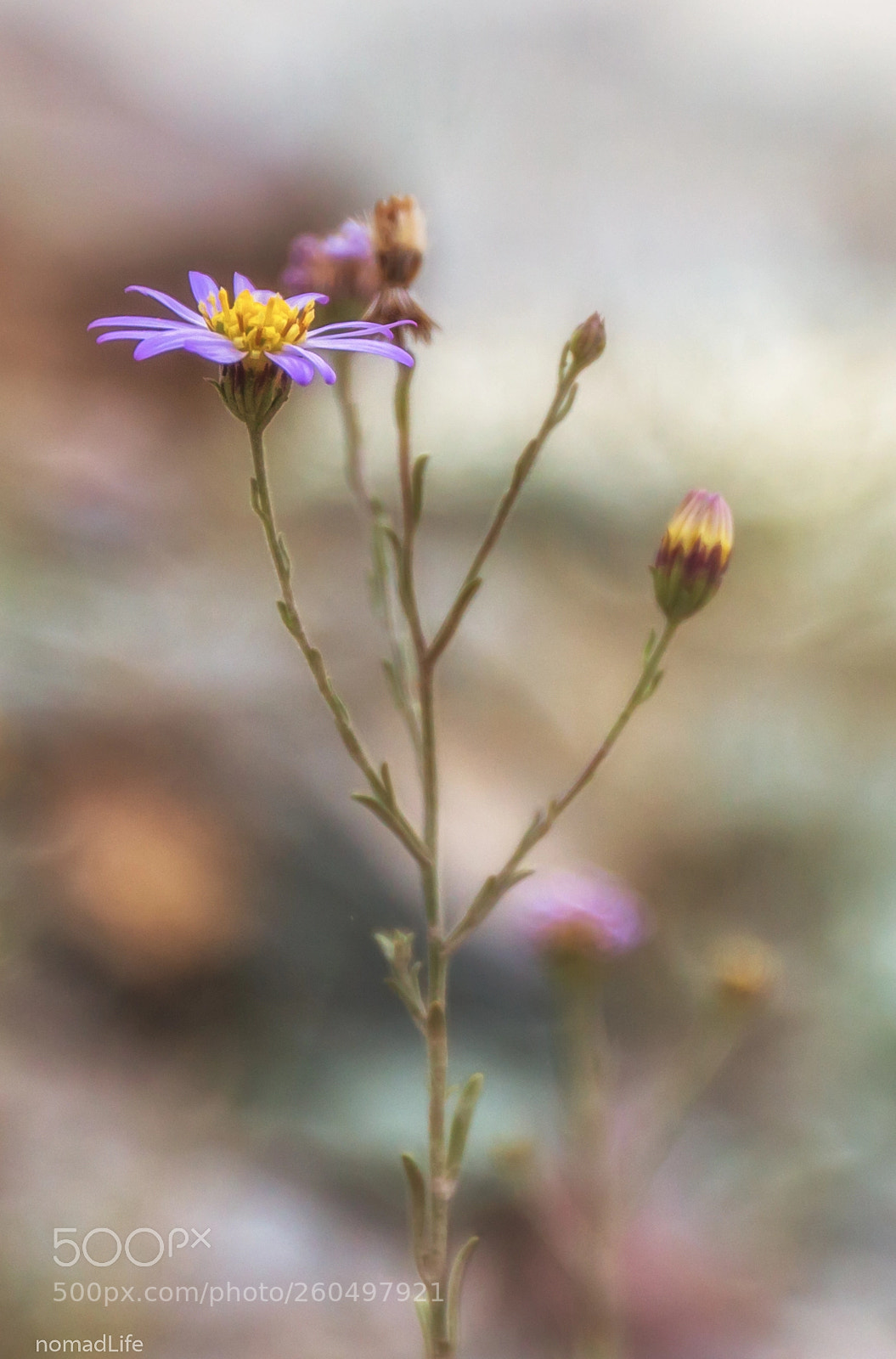 Canon EOS 700D (EOS Rebel T5i / EOS Kiss X7i) sample photo. You are wicked, in photography