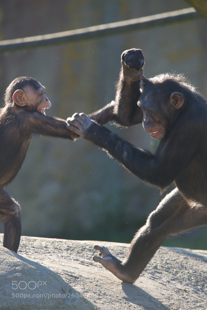 Nikon D600 sample photo. Chimpanzees playing photography