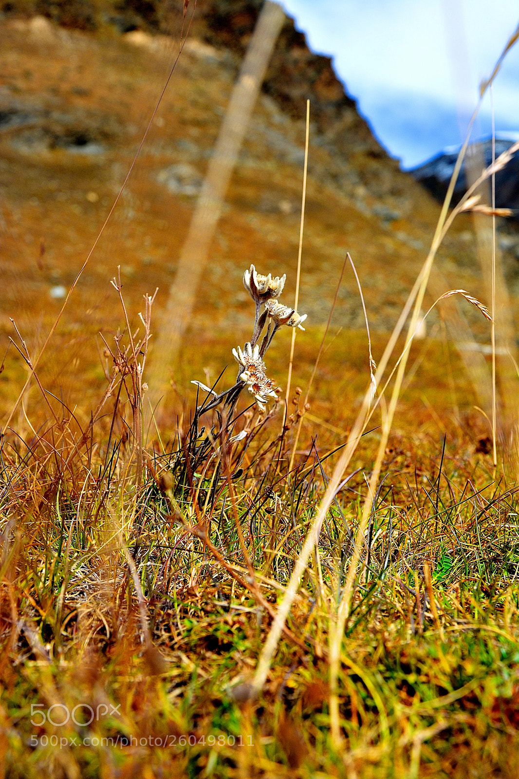 Nikon D7100 sample photo. Edelweis at t schh photography
