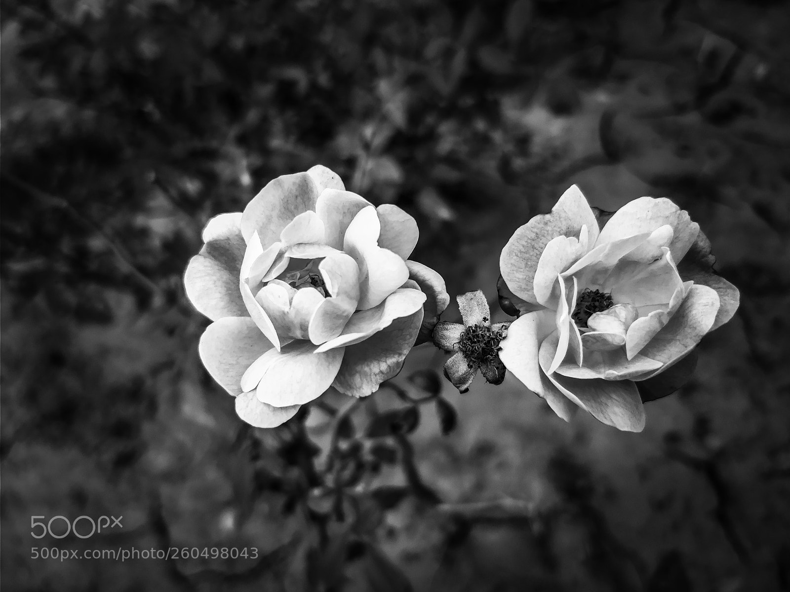 OnePlus 5 sample photo. Pair of roses photography