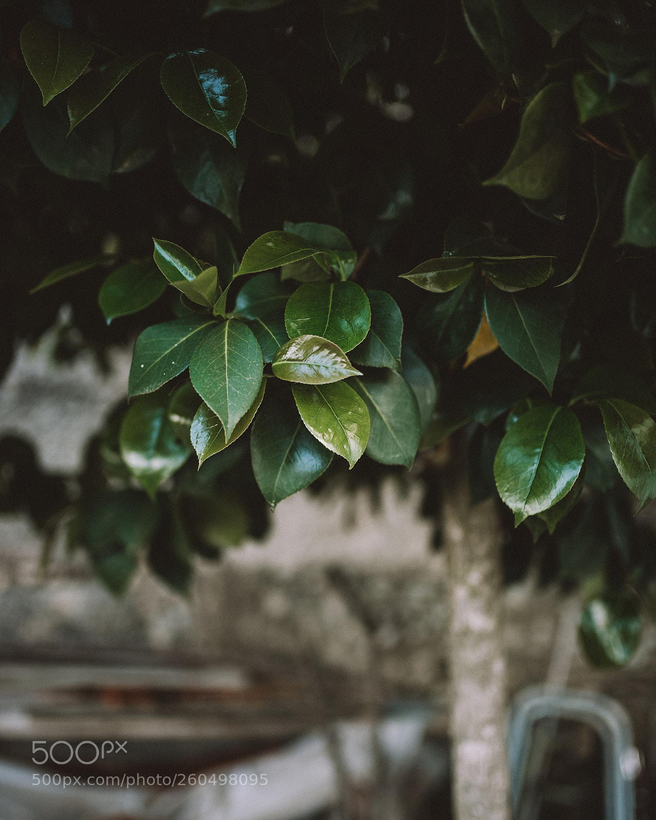 Nikon D610 sample photo. Untitled photography