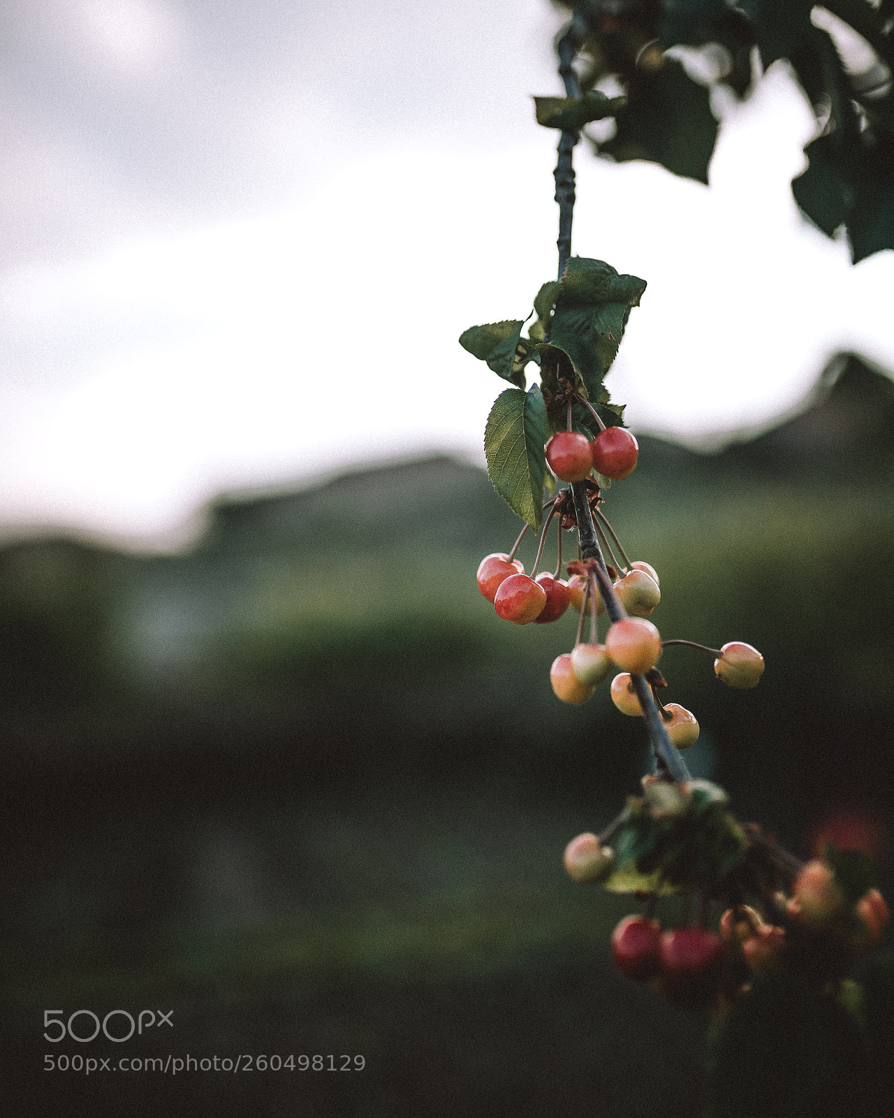 Nikon D610 sample photo. Untitled photography