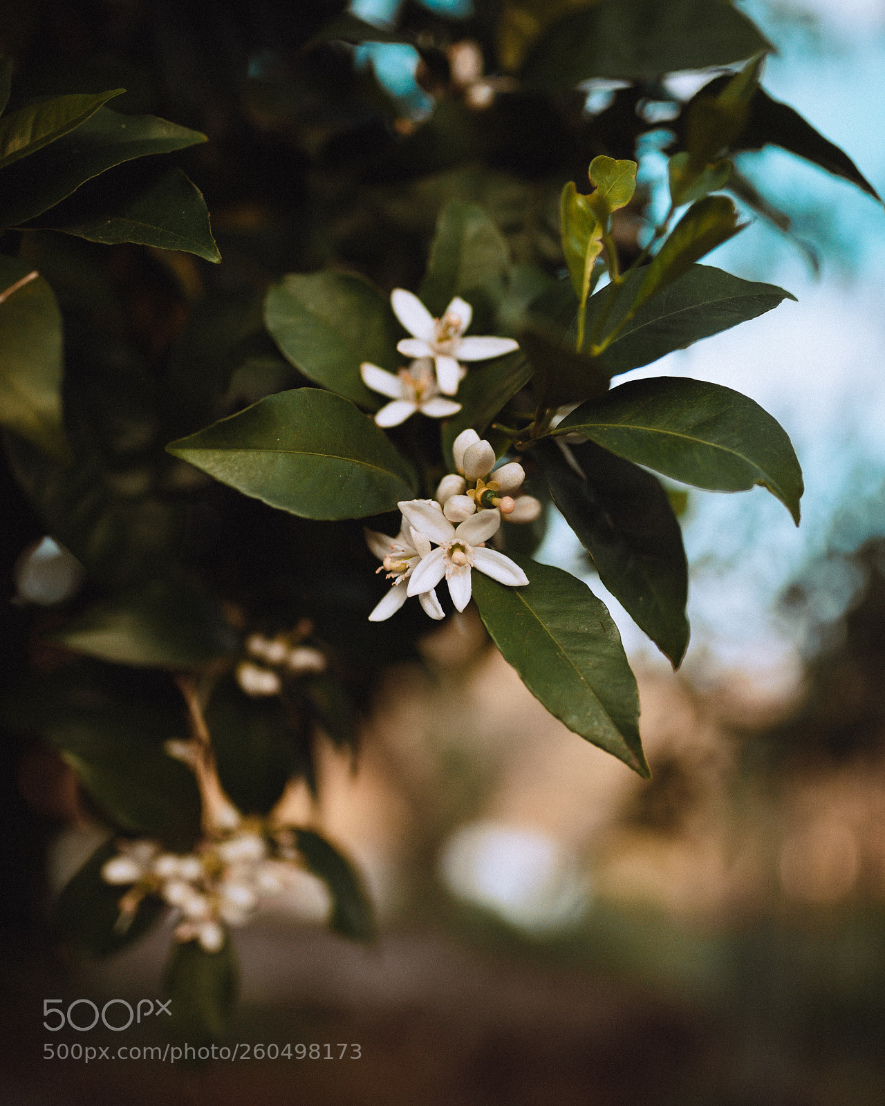 Nikon D610 sample photo. Untitled photography