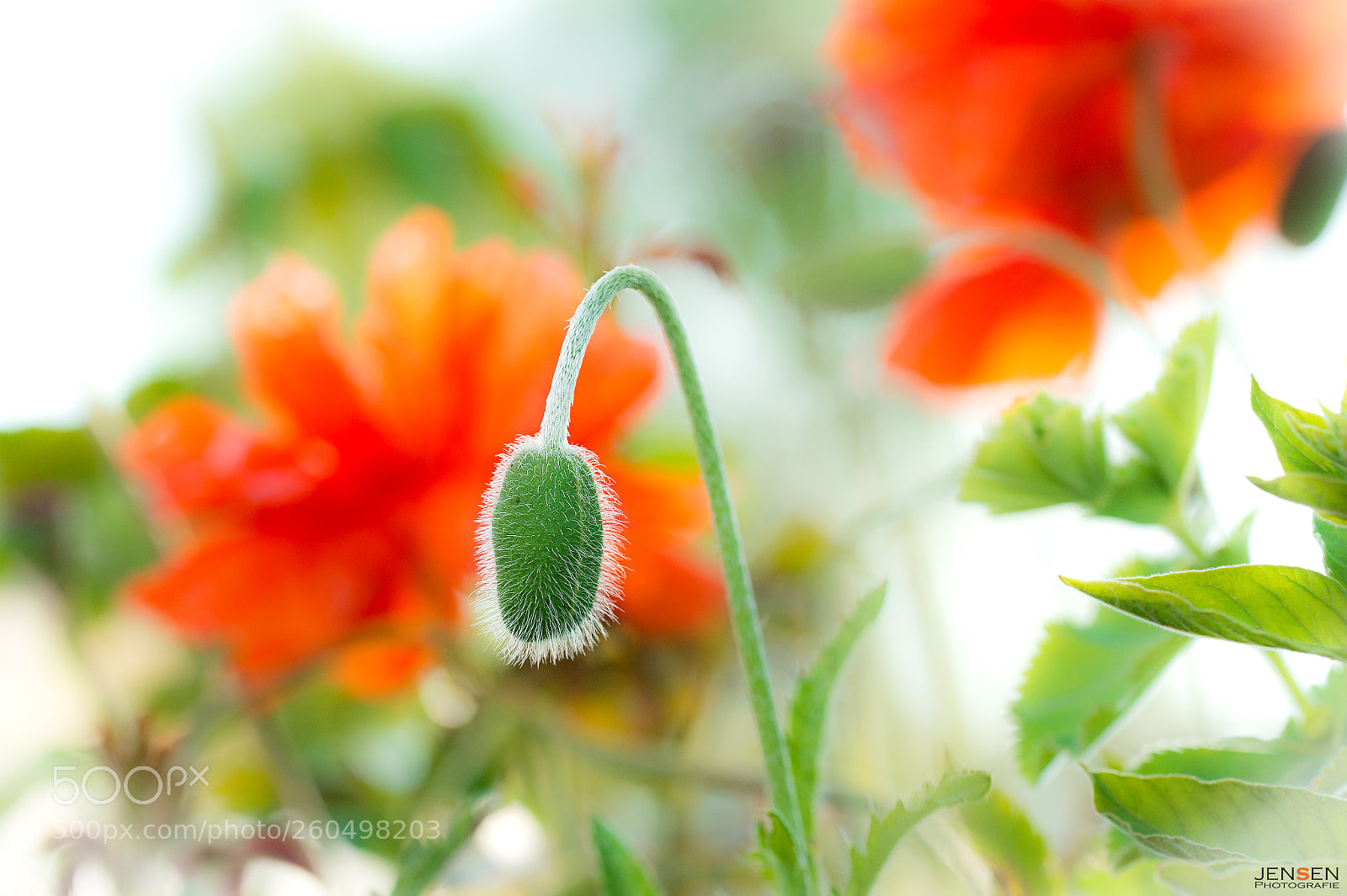 Nikon D4S sample photo. The late-comer photography
