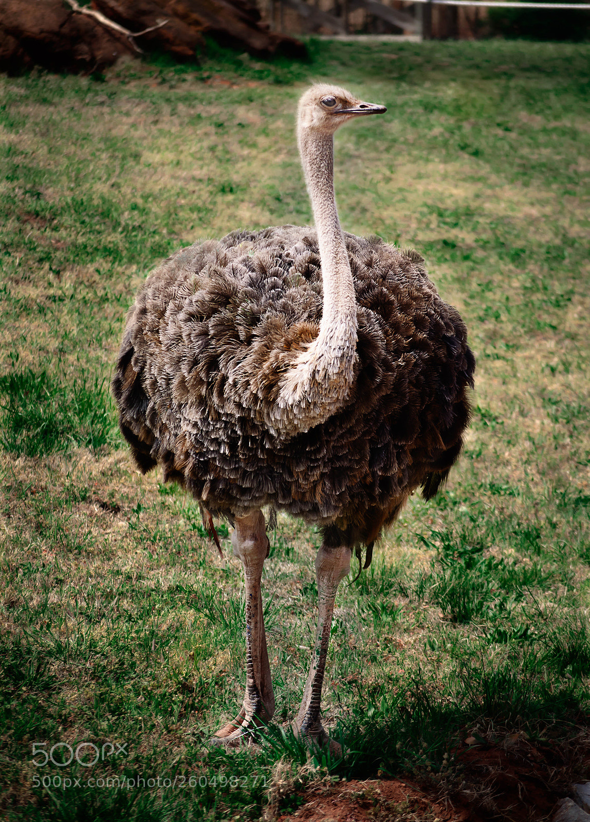 Nikon D5100 sample photo. Statuesque photography