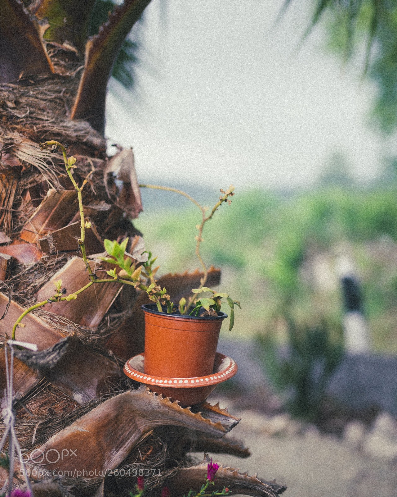 Nikon D610 sample photo. Untitled photography