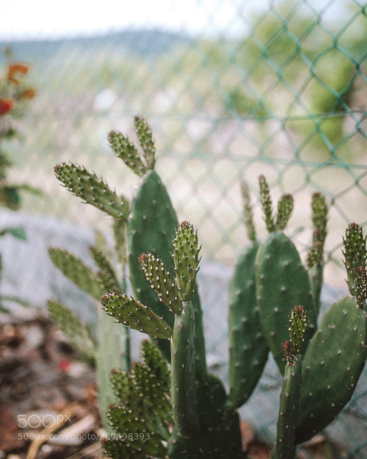 Nikon D610 sample photo. Untitled photography