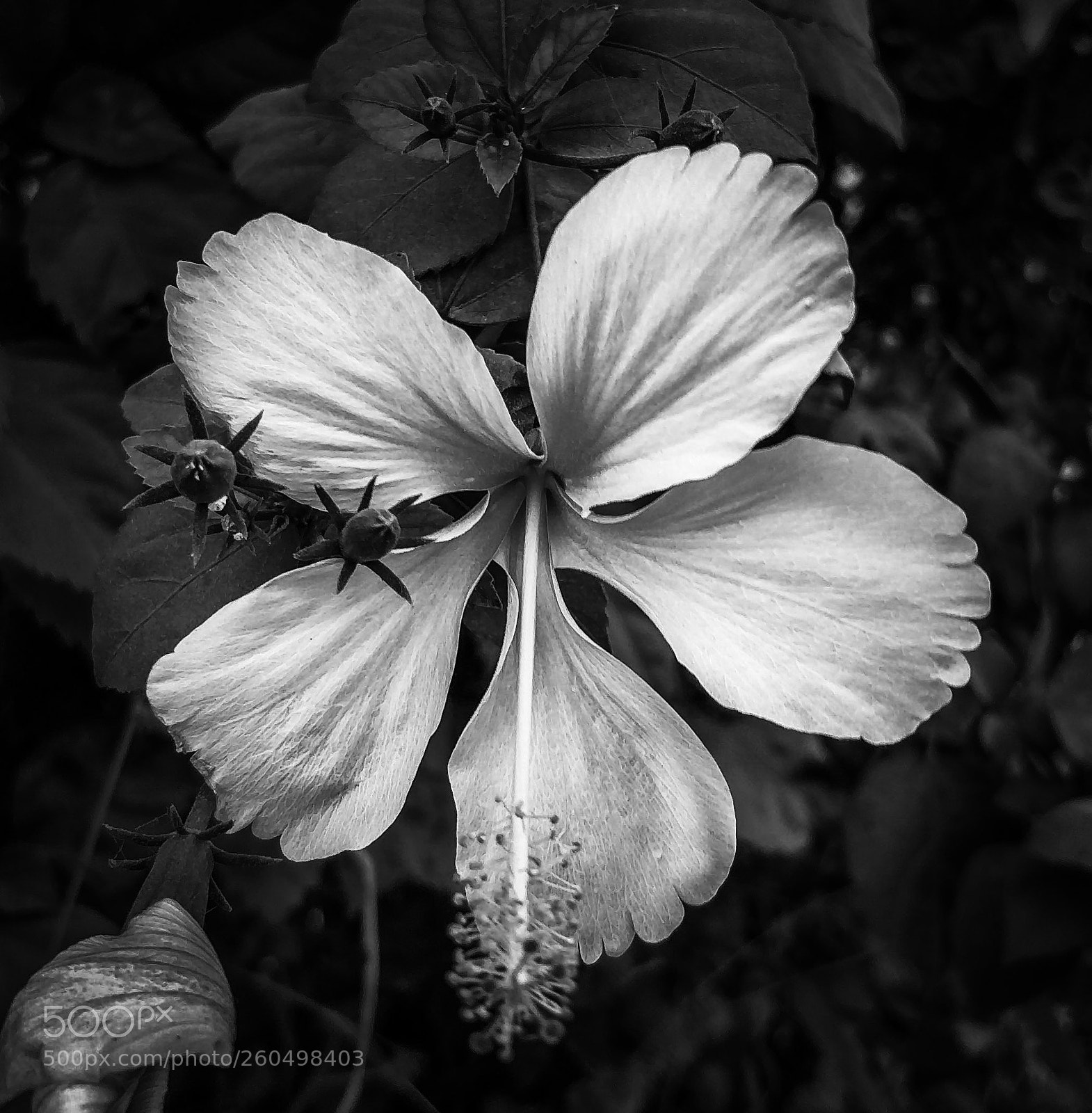 OnePlus 5 sample photo. Bloom photography