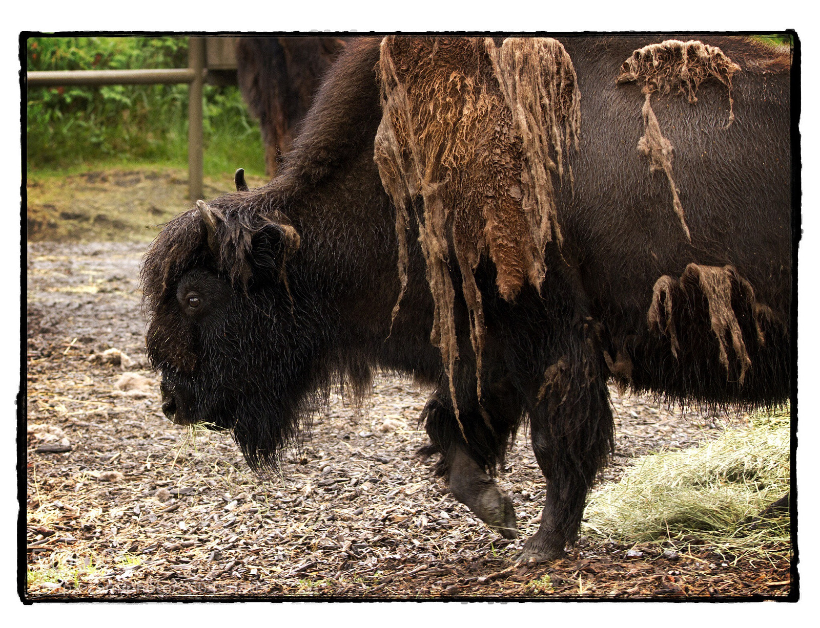 Canon EOS 7D sample photo. Wet bison  photography