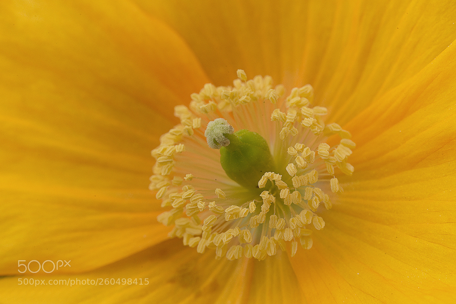 Nikon D800 sample photo. Flower photography