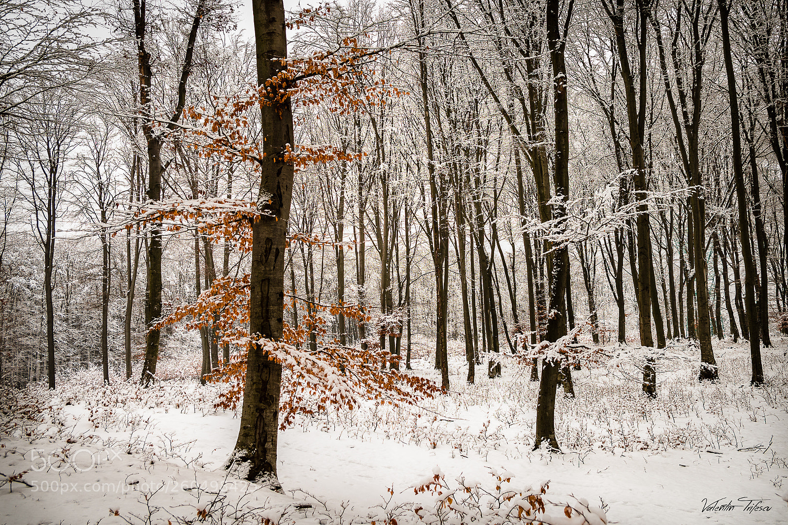 Nikon D500 sample photo. The guardian... photography