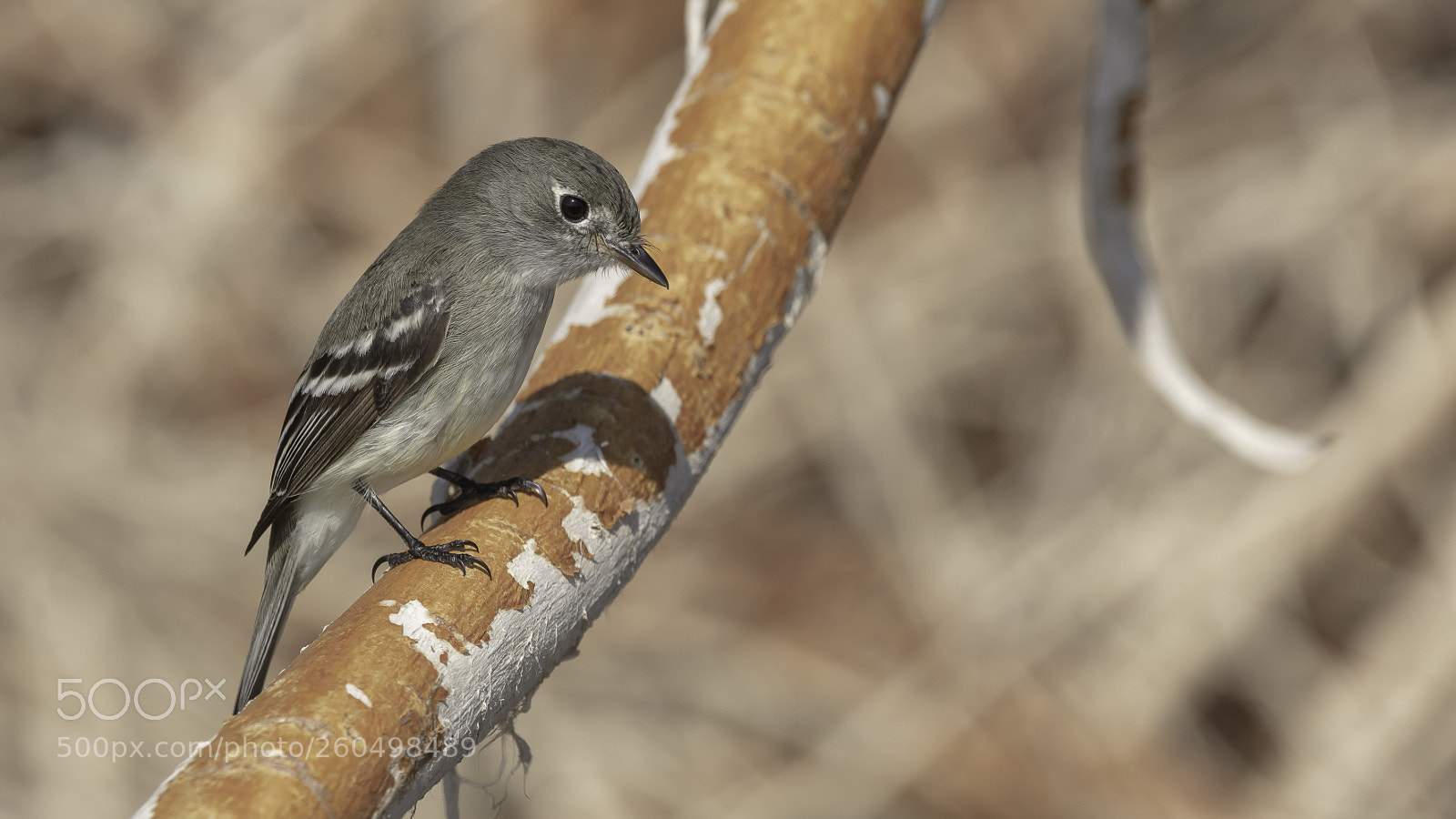 Canon EOS 5DS sample photo. Least flycatcher photography