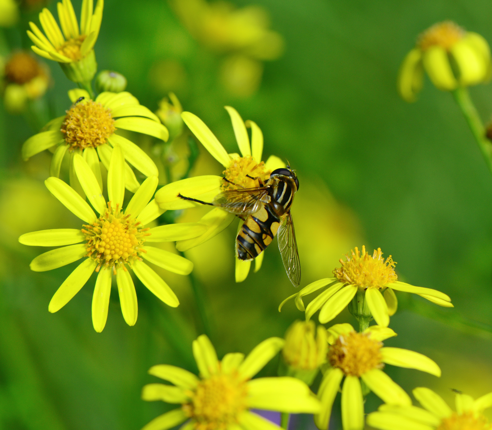 Nikon AF-S Micro-Nikkor 105mm F2.8G IF-ED VR sample photo. Helophilus pendulus. photography