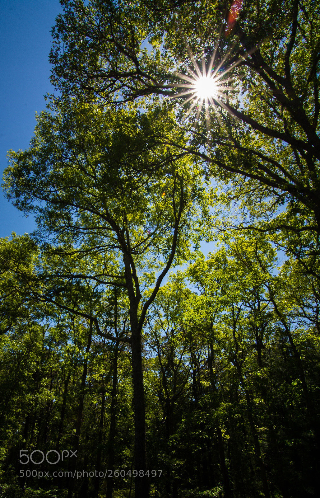 Nikon D7100 sample photo. Spring has finally sprung  photography