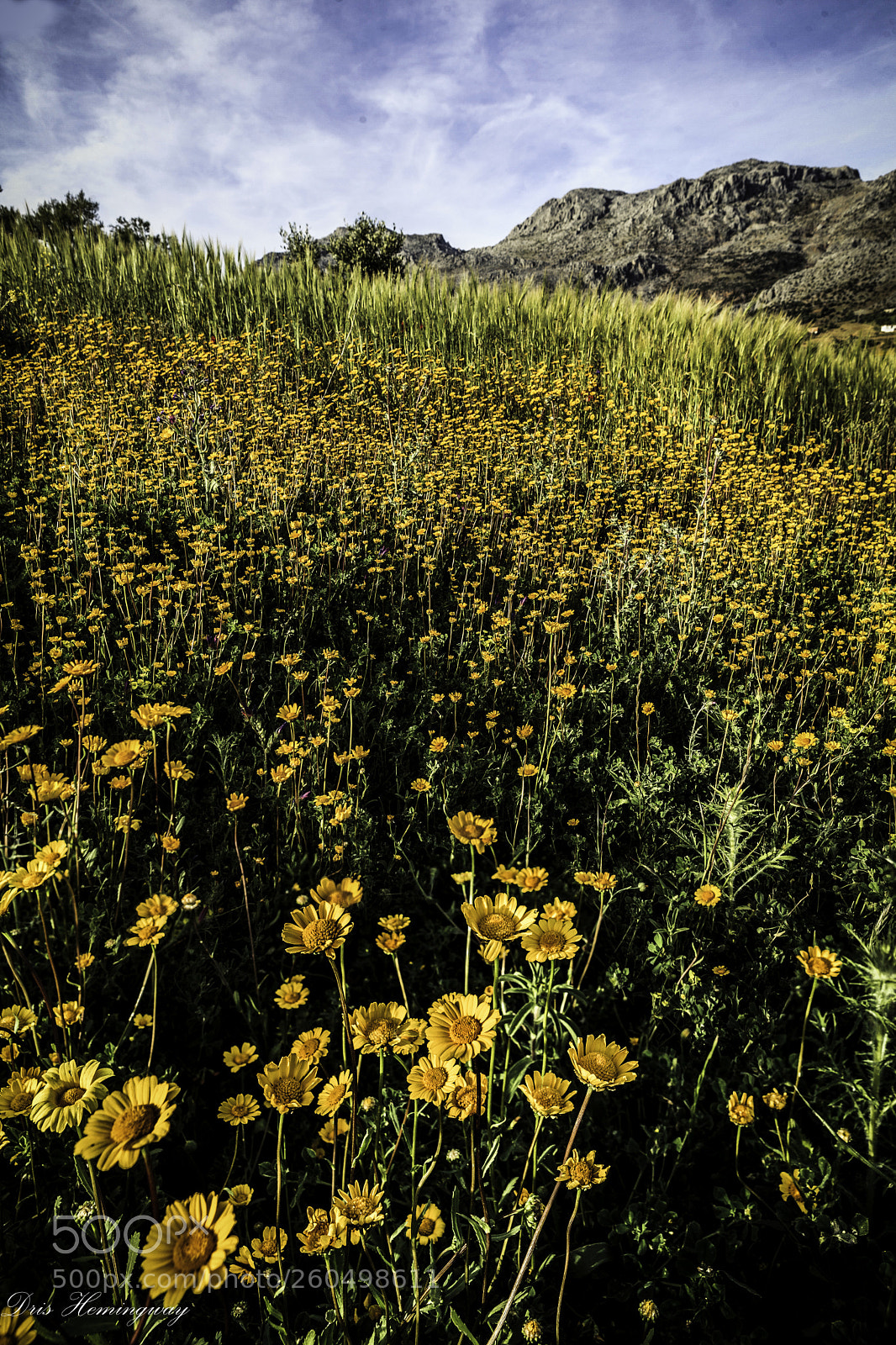 Canon EOS 5D Mark II sample photo. Yellow flowers in the photography