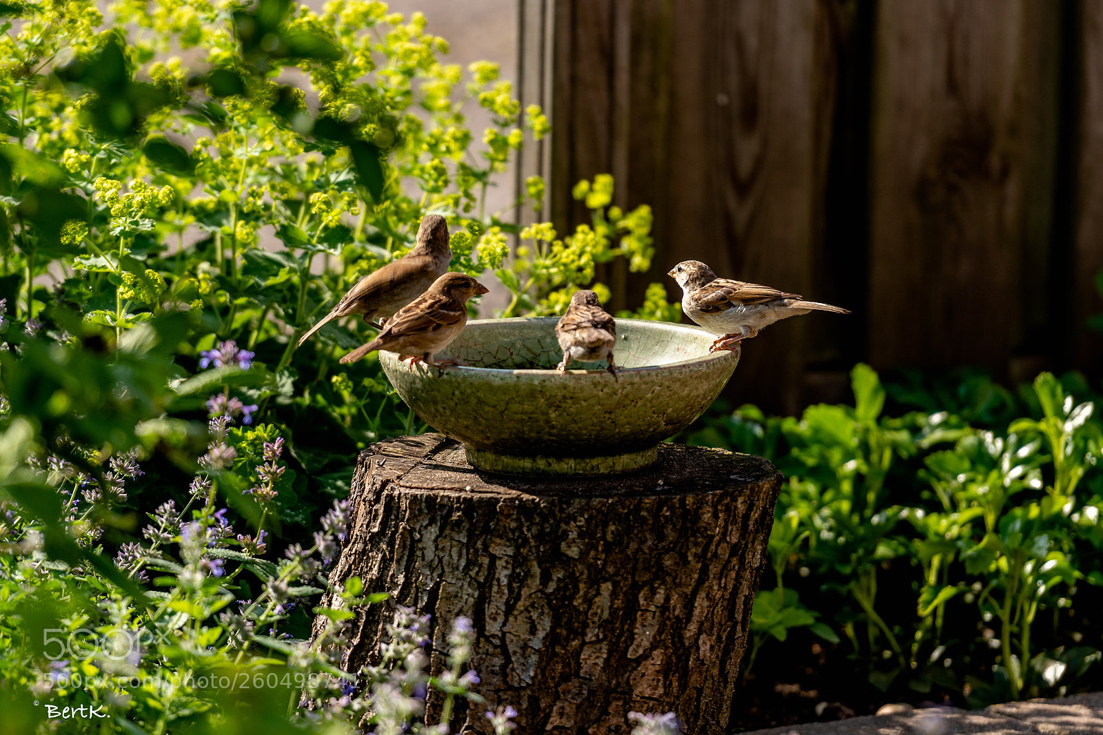 Nikon D500 sample photo. Thirsty weather. photography