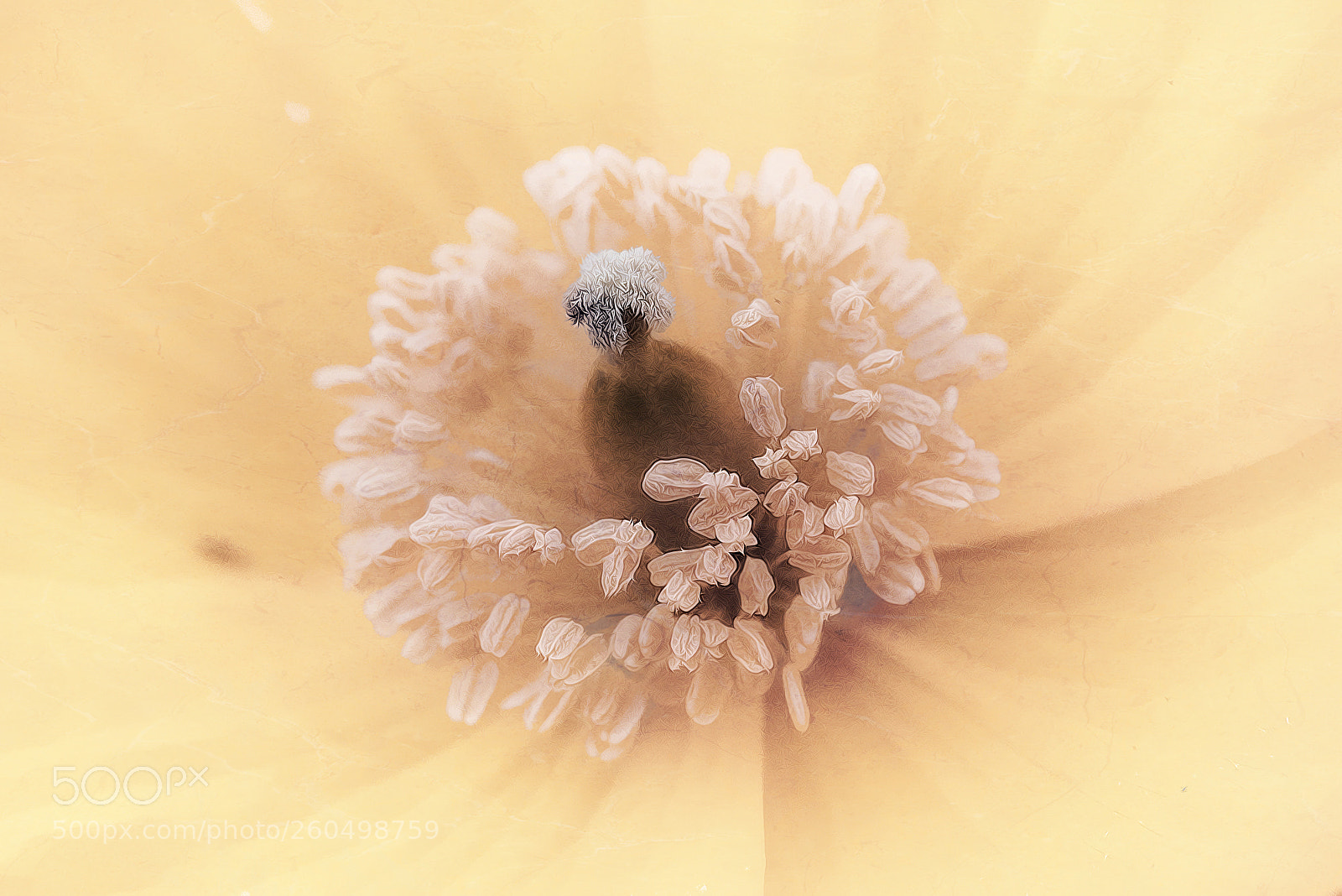 Nikon D800 sample photo. Flower photography