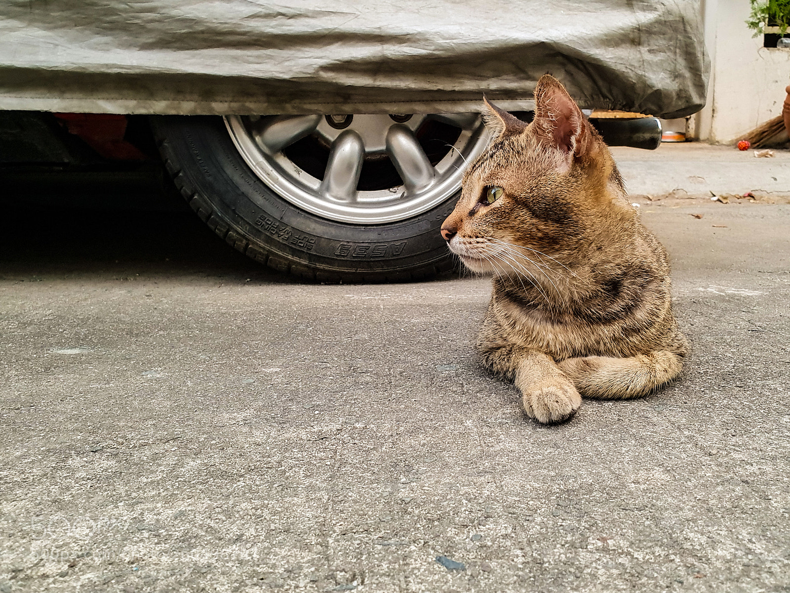 Samsung Galaxy S9 sample photo. Model cat photography