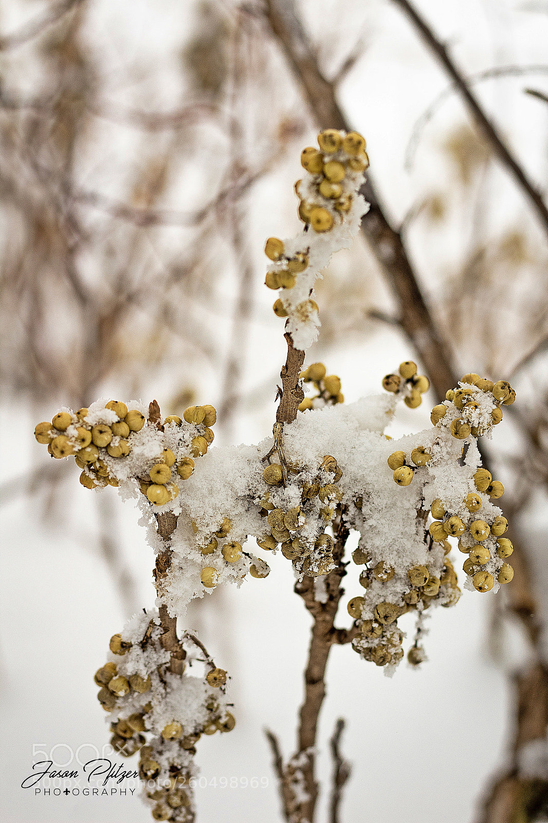 Canon EOS 1300D (EOS Rebel T6 / EOS Kiss X80) sample photo. Winter berries photography