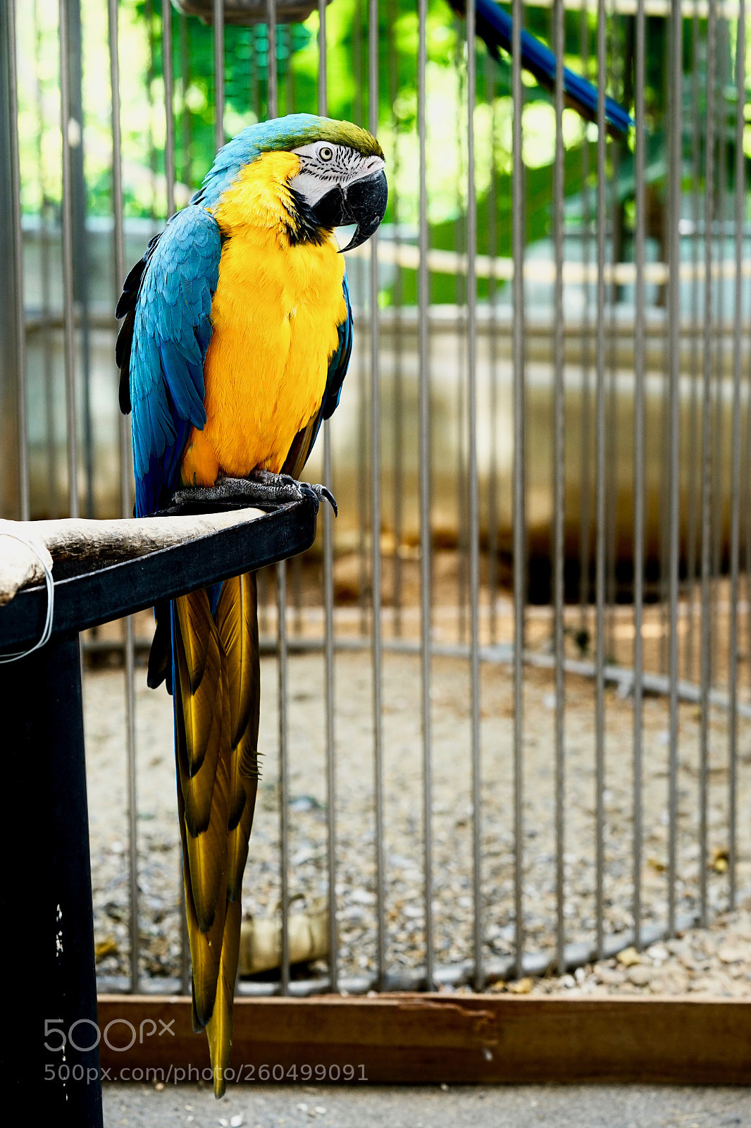Sony a7 II sample photo. Parrot photography