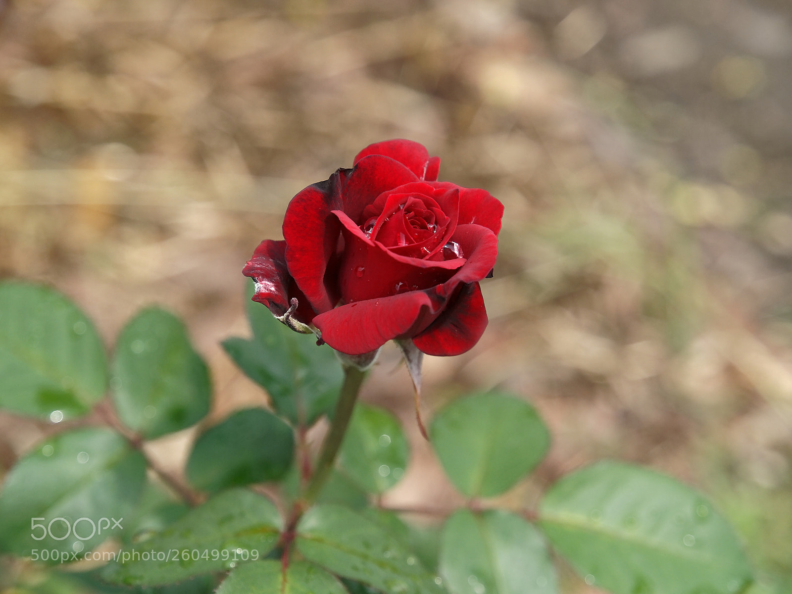 Olympus E-3 sample photo. Darco2 photography