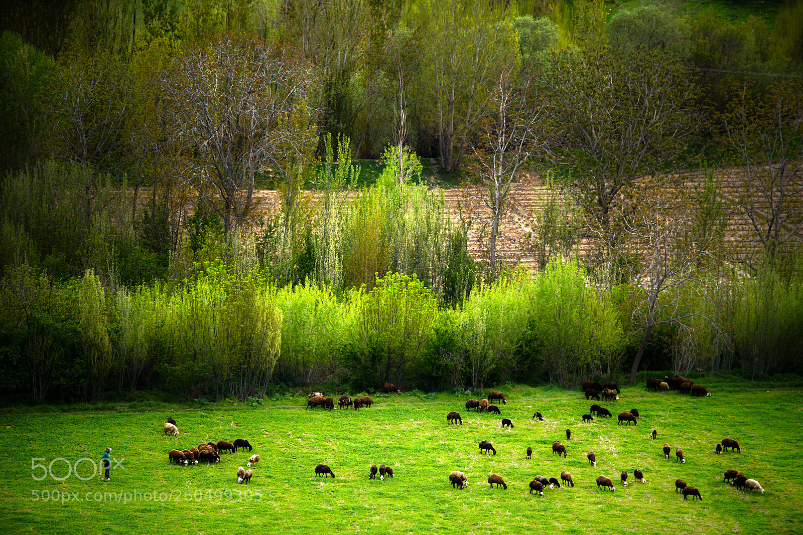 Sony a7R II sample photo. Sheep herd photography