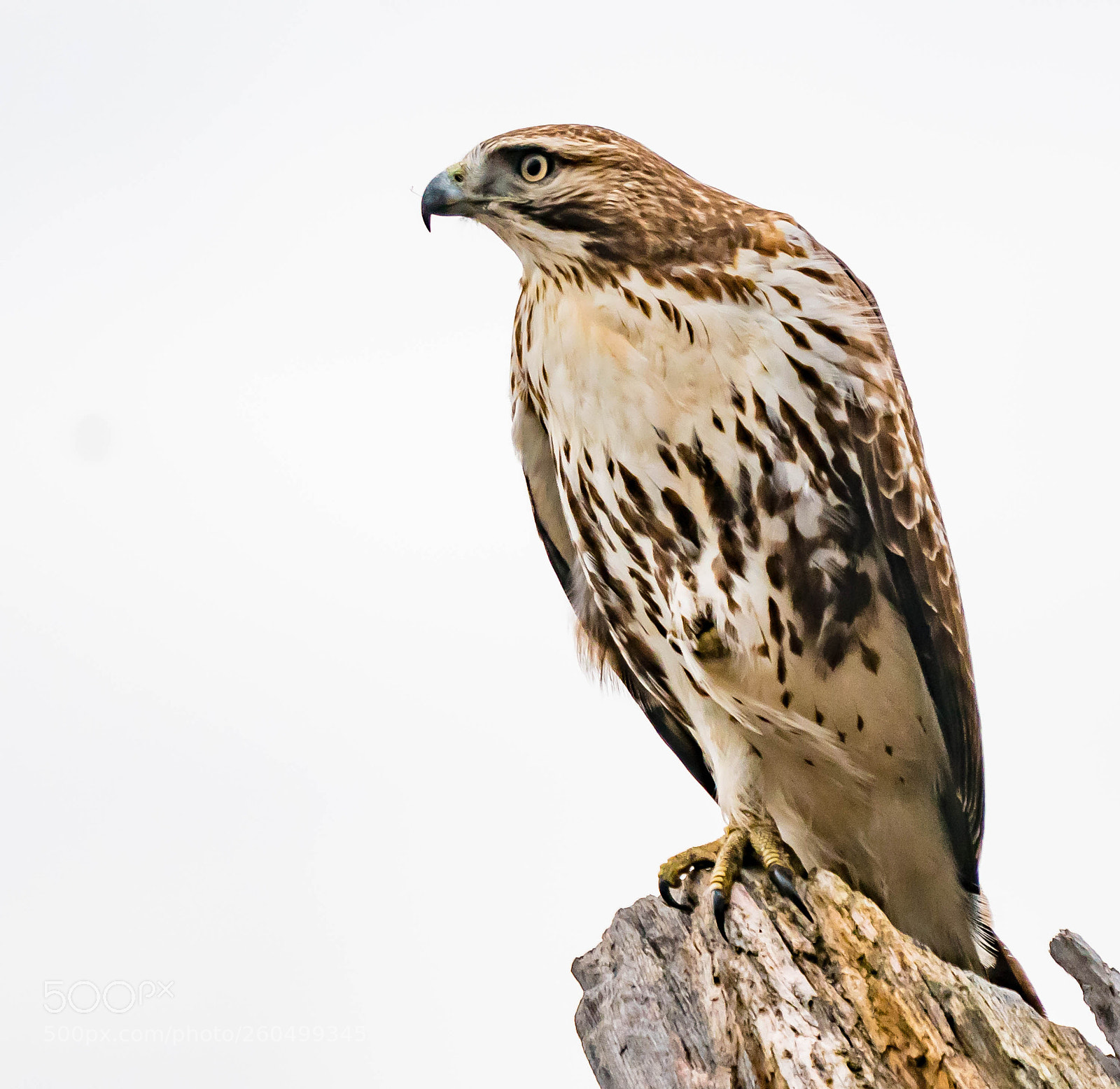 Sony a6300 sample photo. Red tail hawk photography
