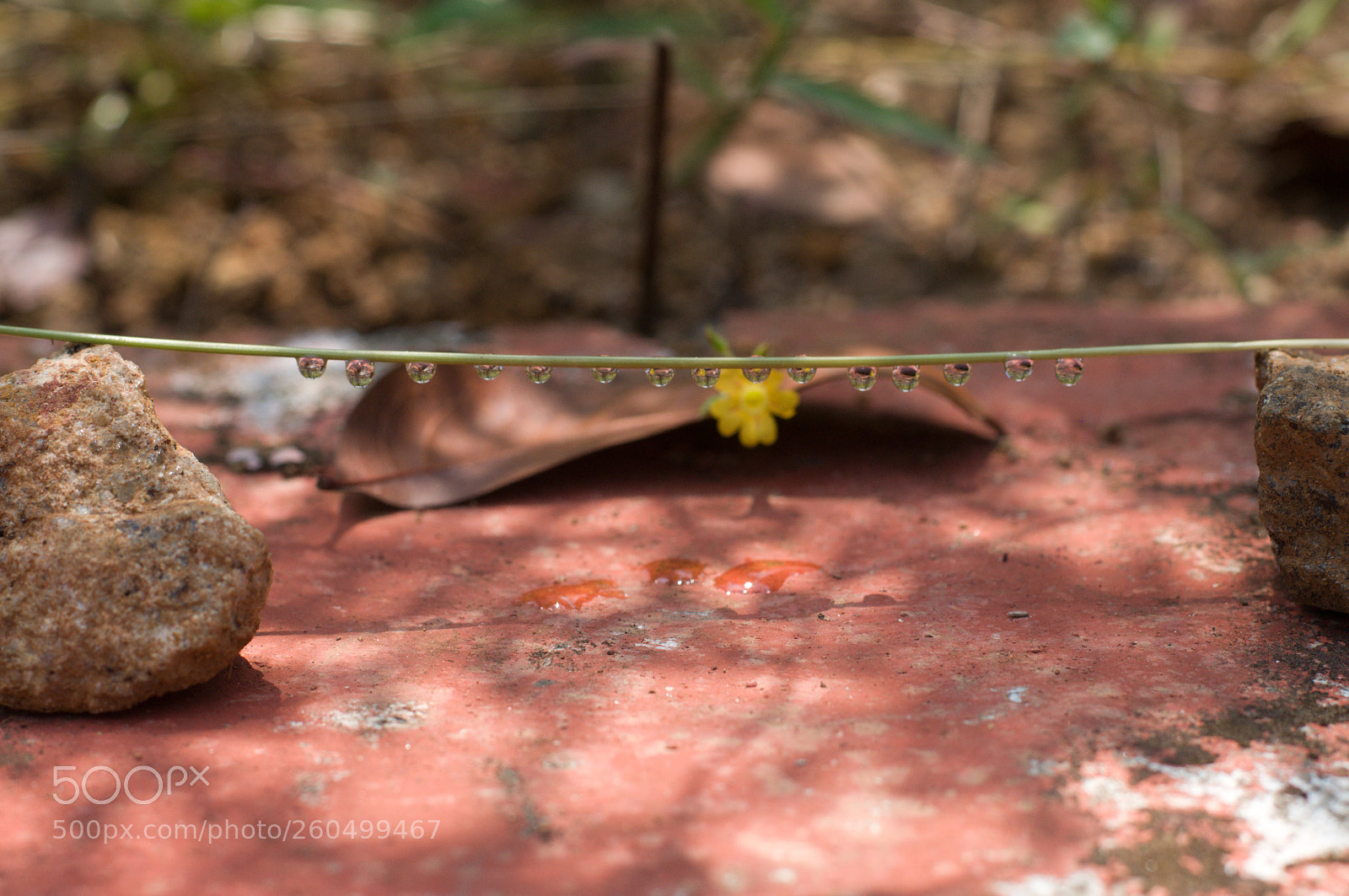 Nikon D90 sample photo. Drops of earth photography