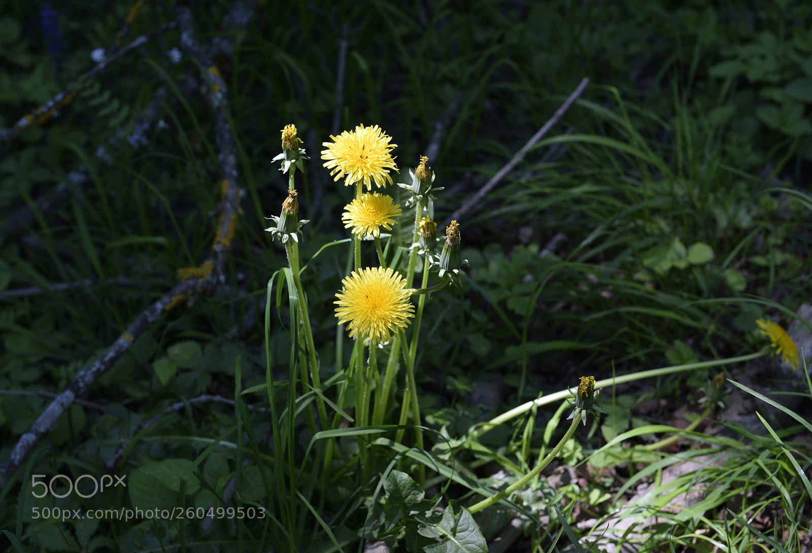 Nikon D700 sample photo. Dandelion photography
