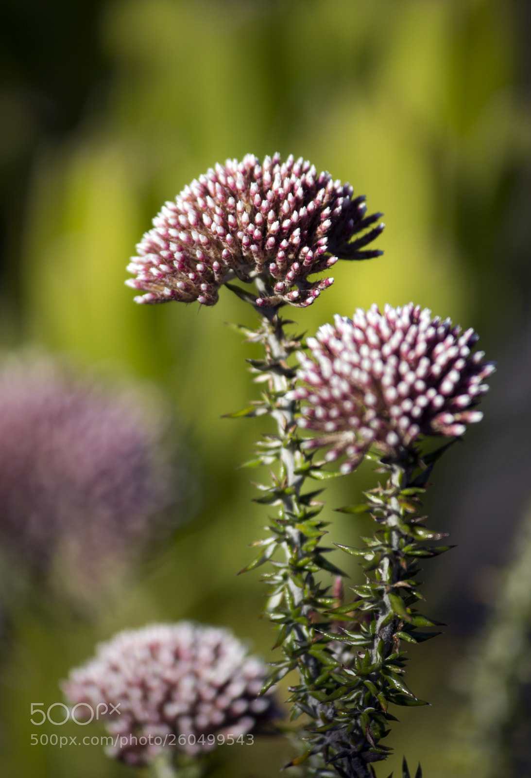 Canon EOS 600D (Rebel EOS T3i / EOS Kiss X5) sample photo. Autumn blooms photography