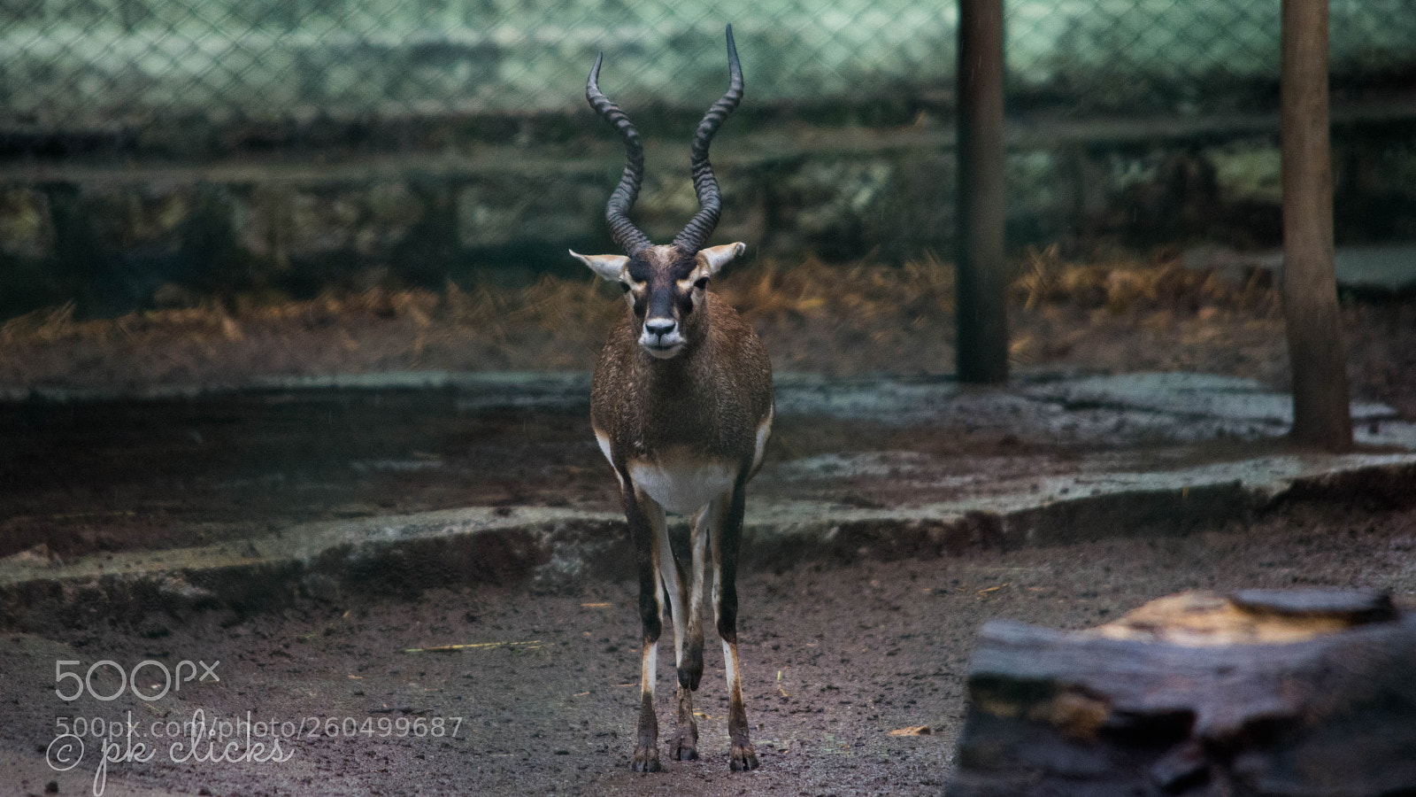 Nikon D7200 sample photo. Blackbuck photography