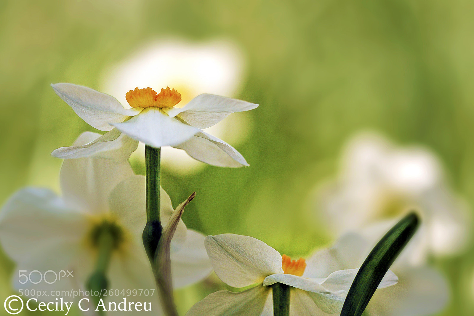 Canon EOS 40D sample photo. Fairyland photography