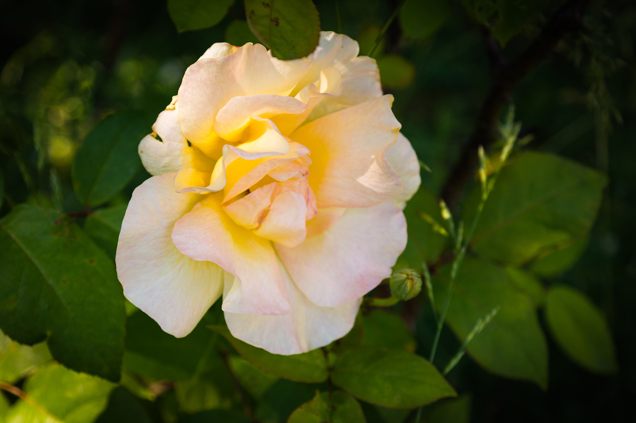 Samsung NX30 sample photo. White flower photography
