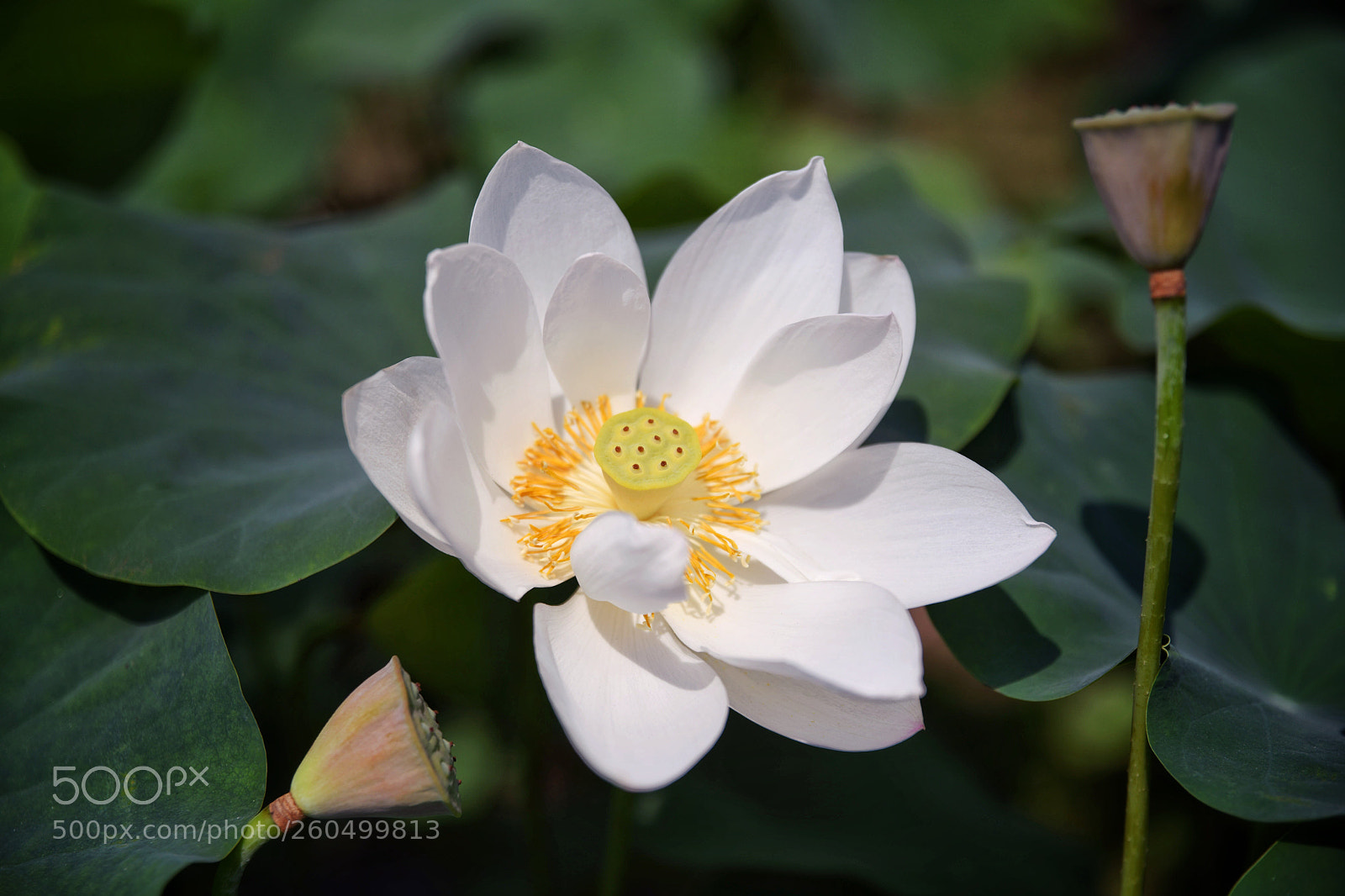 Nikon D850 sample photo. Untitled photography