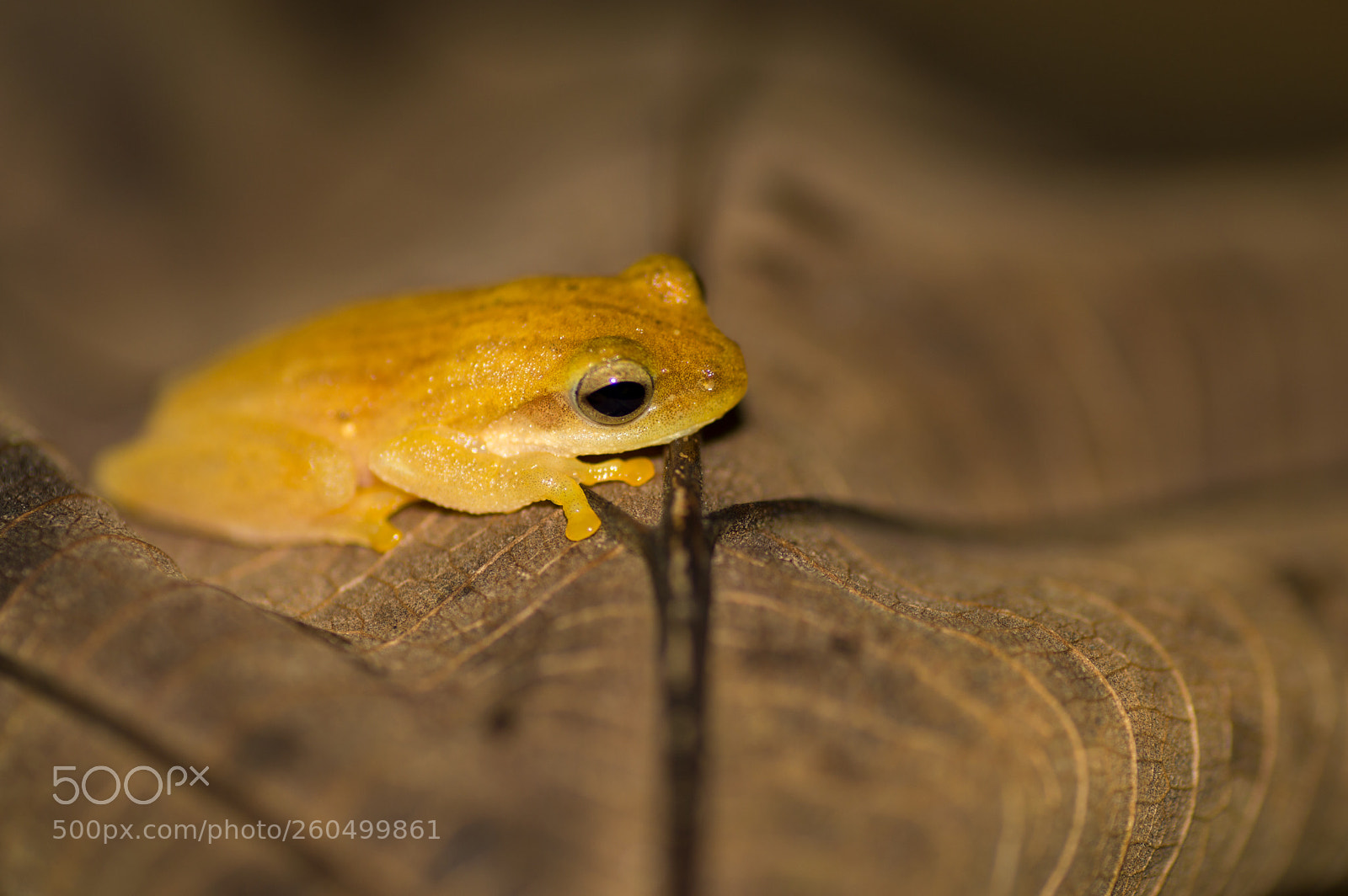 Nikon D3200 sample photo. Golden tree frog photography
