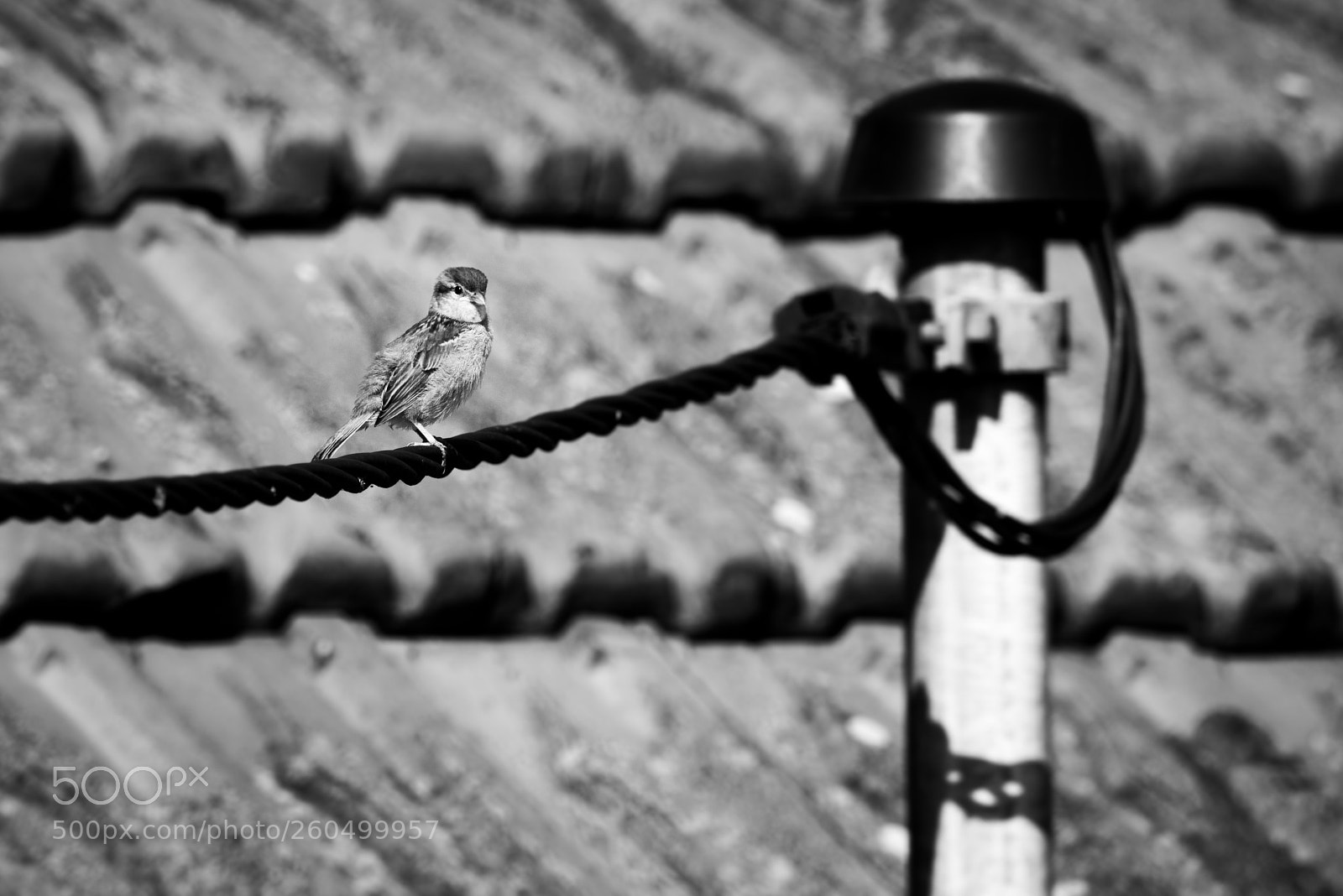 Nikon D800 sample photo. Sparrow photography