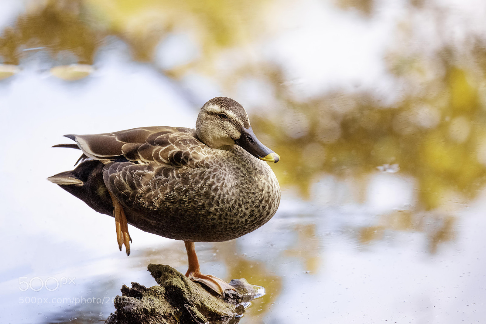 Nikon D810 sample photo. Duck photography