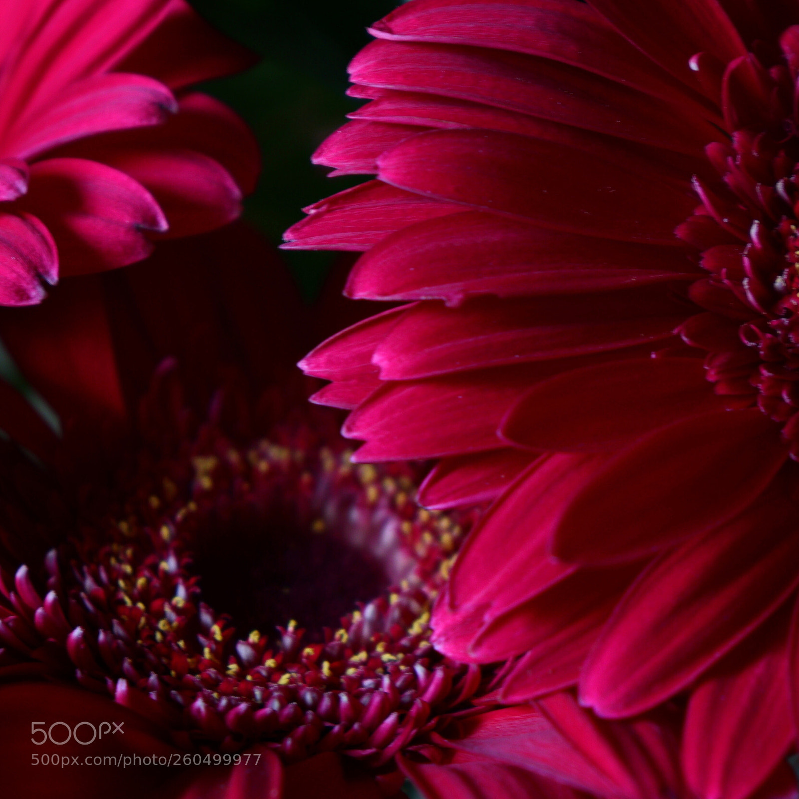 Canon EOS 77D (EOS 9000D / EOS 770D) sample photo. Gerberas photography