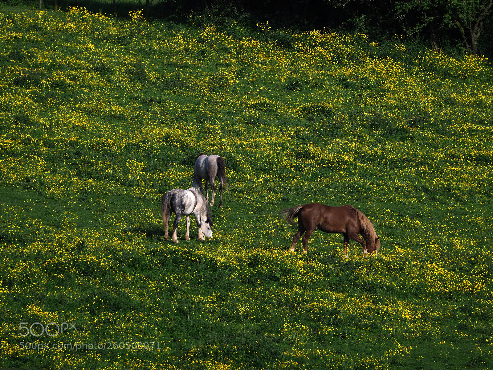 Olympus OM-D E-M1 Mark II sample photo. Buttercup field photography